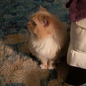 Meet your Posher, Tracey